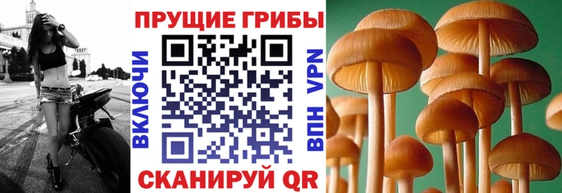 Псилоцибиновые грибы Cubensis  Купить закладки  Полевской 